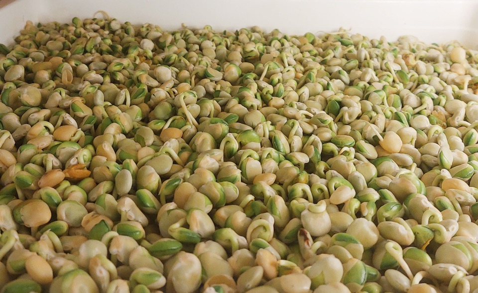 Sementes Germinadas de Tremoco Doce | Lupinus Albus